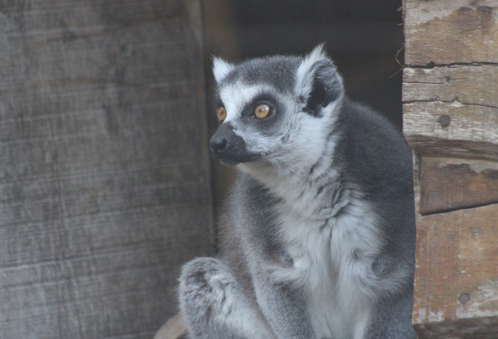 Ring-tailed lemur
