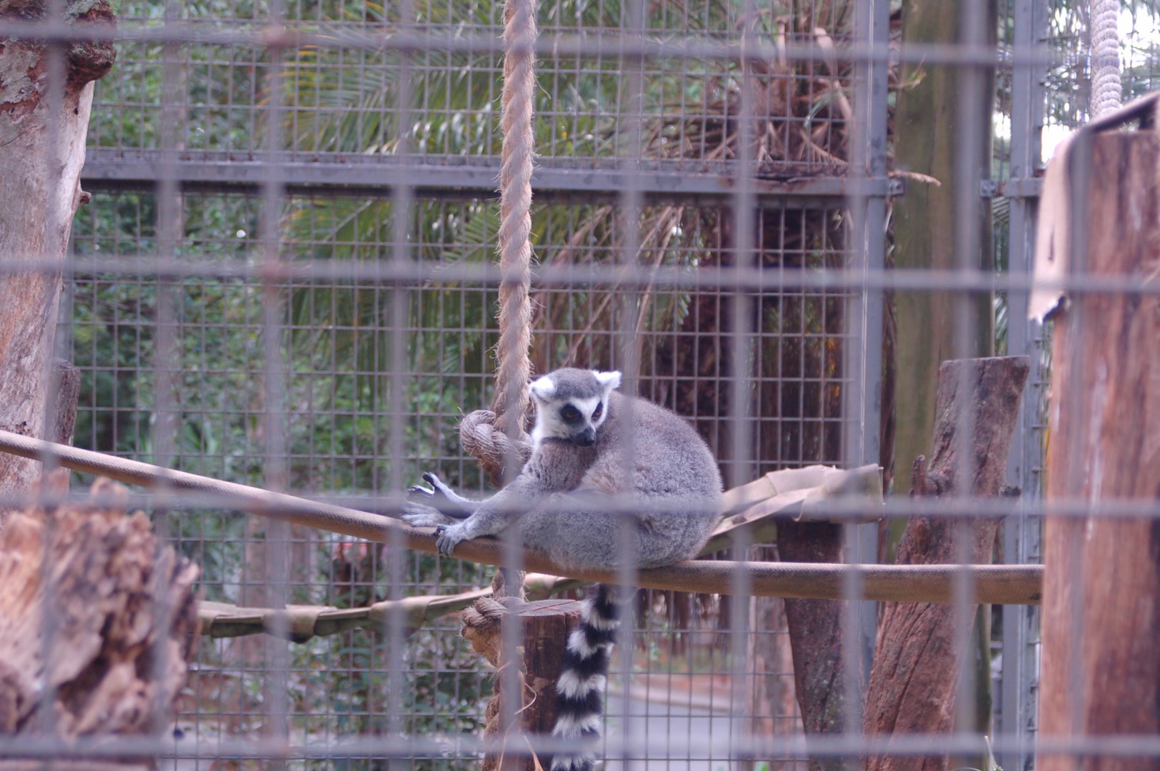 Ring tailed lemur
