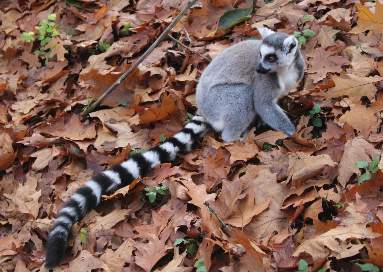 Ring-tailed lemur