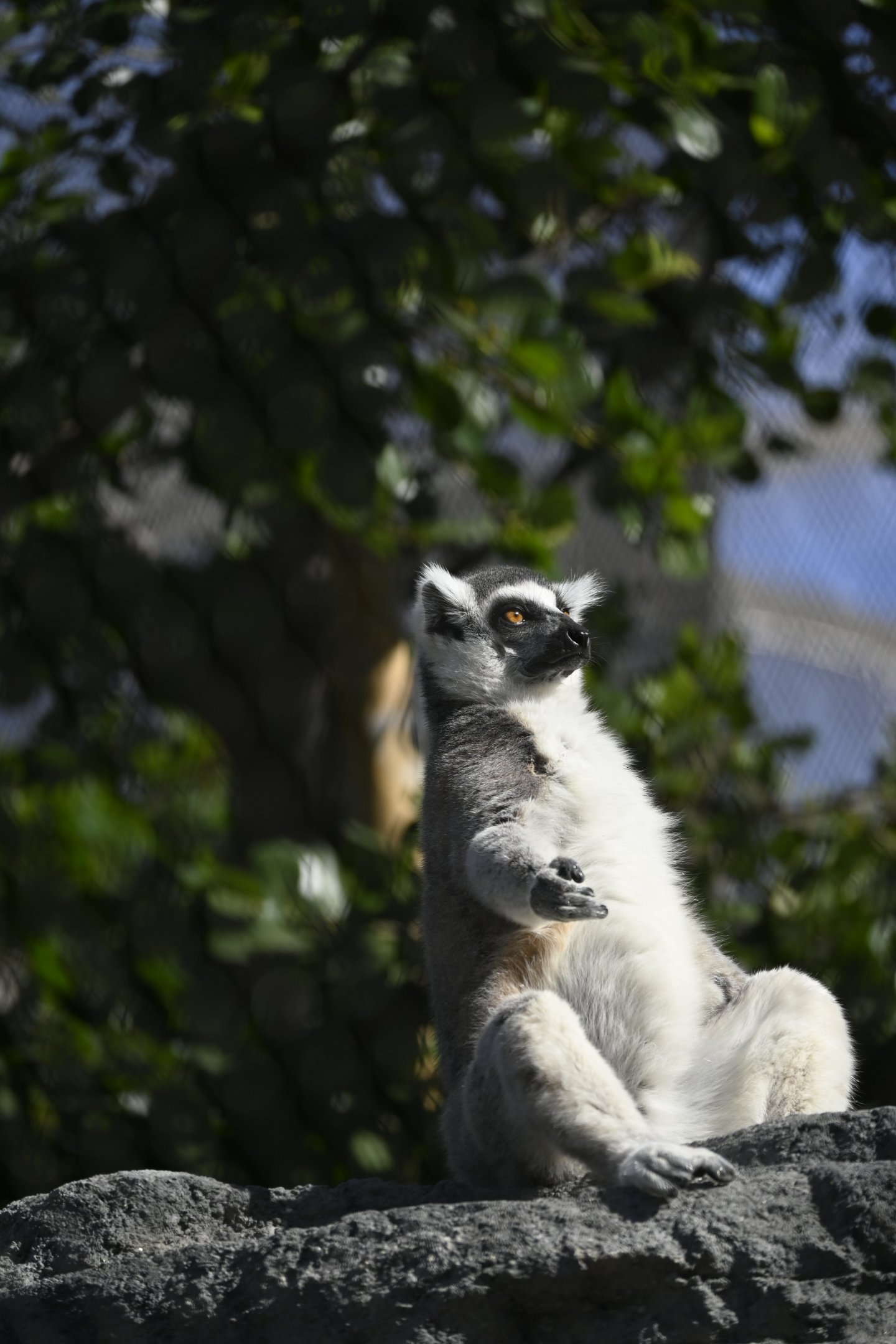 Ring Tailed Lemur