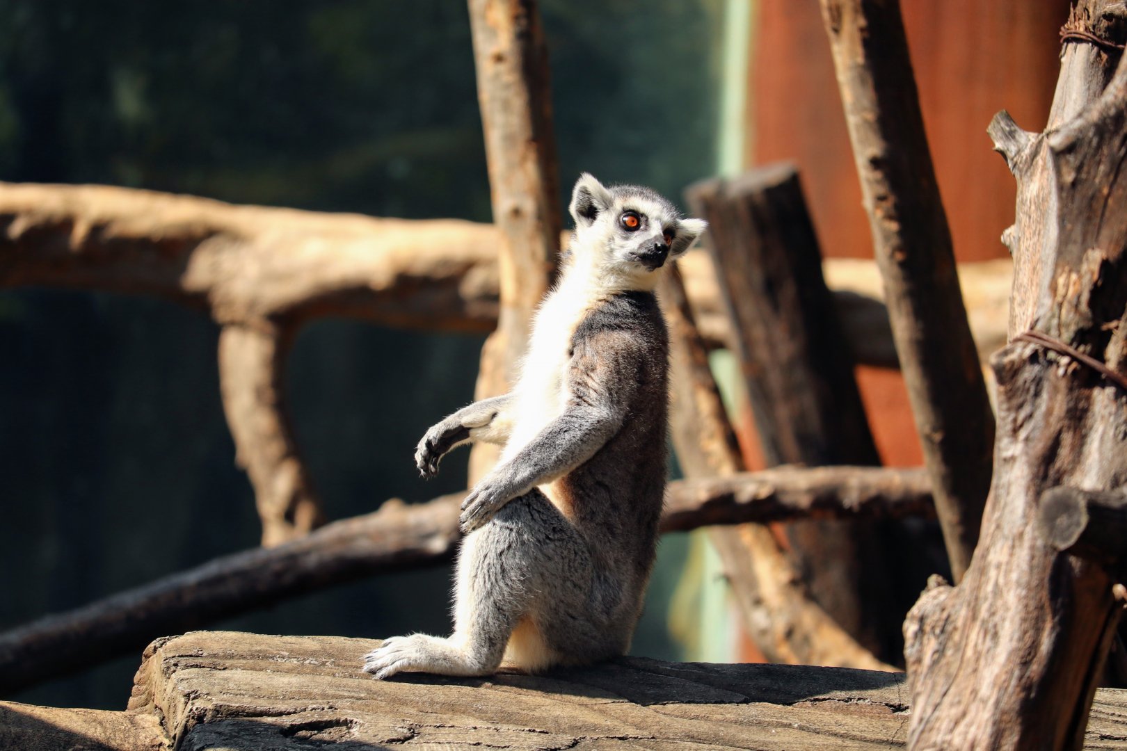 Ring-tailed Lemur