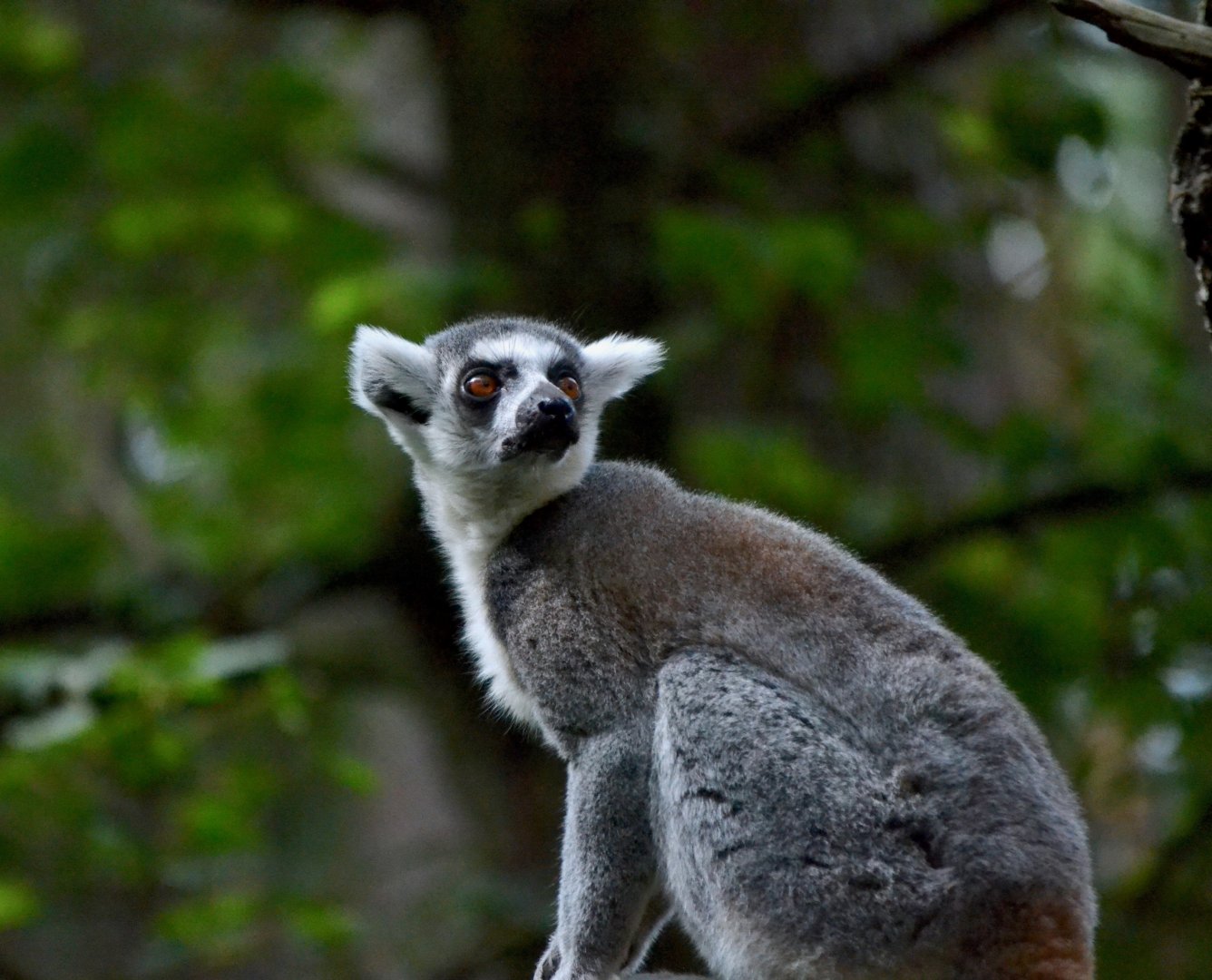 Ring Tailed Lemur