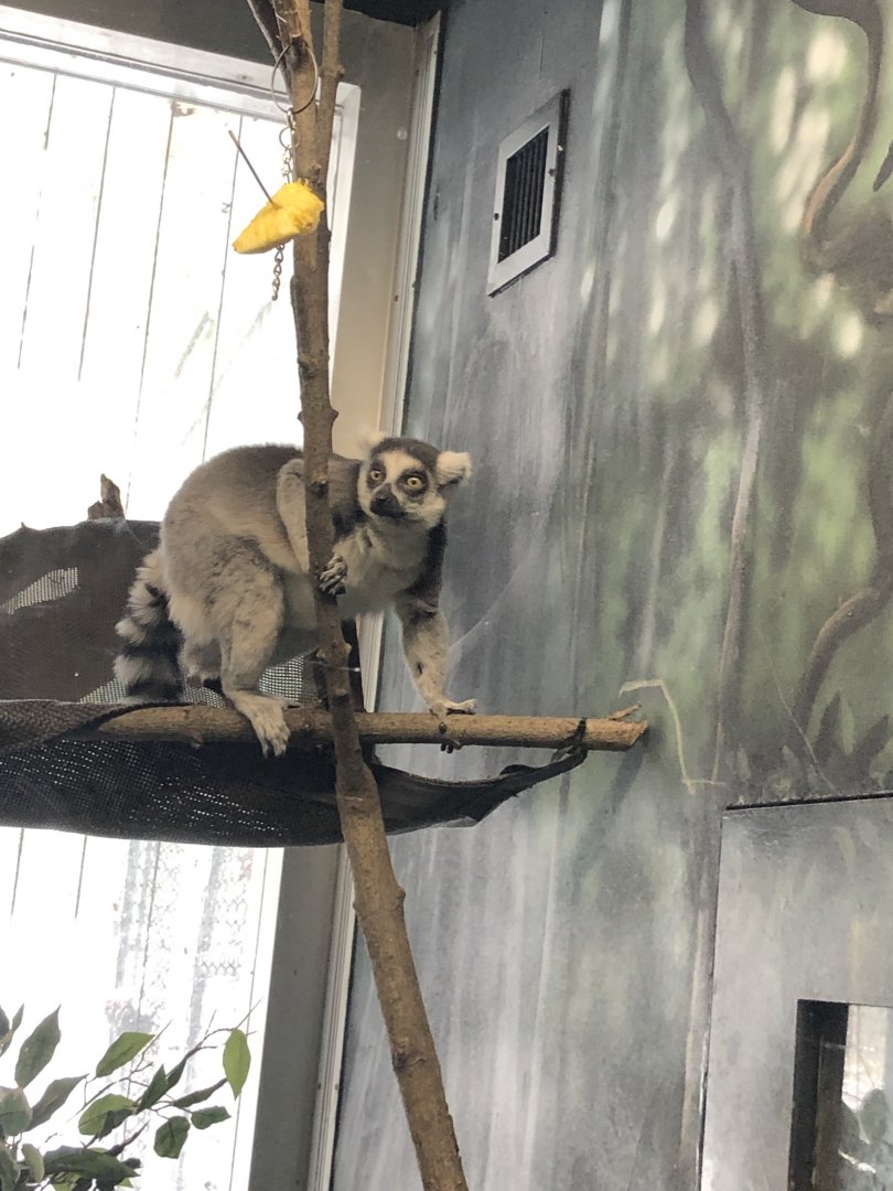 Ring-Tailed Lemur