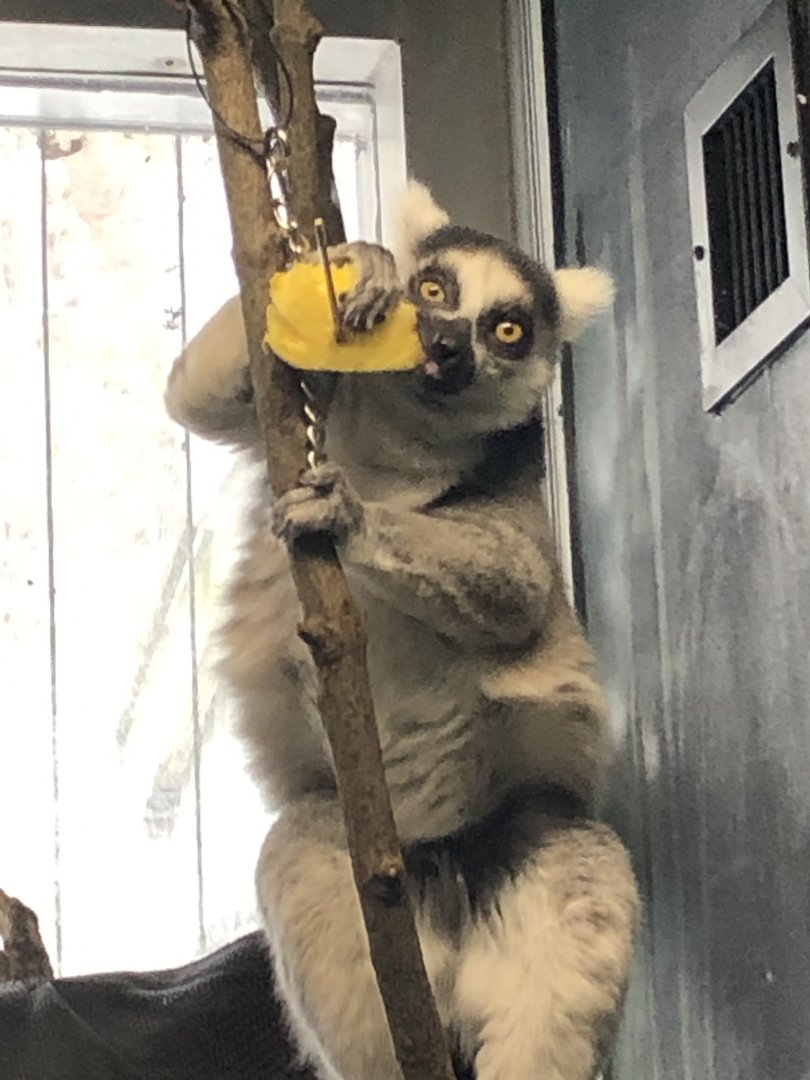 Ring-Tailed Lemur