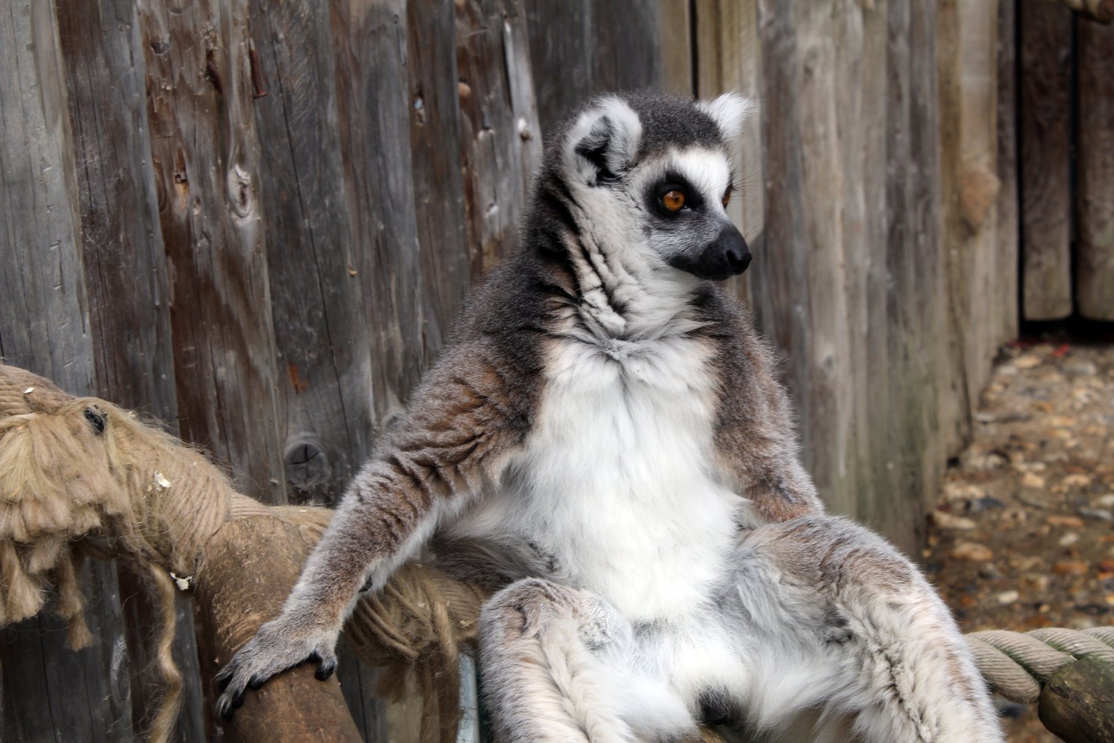 Ring-Tailed Lemur