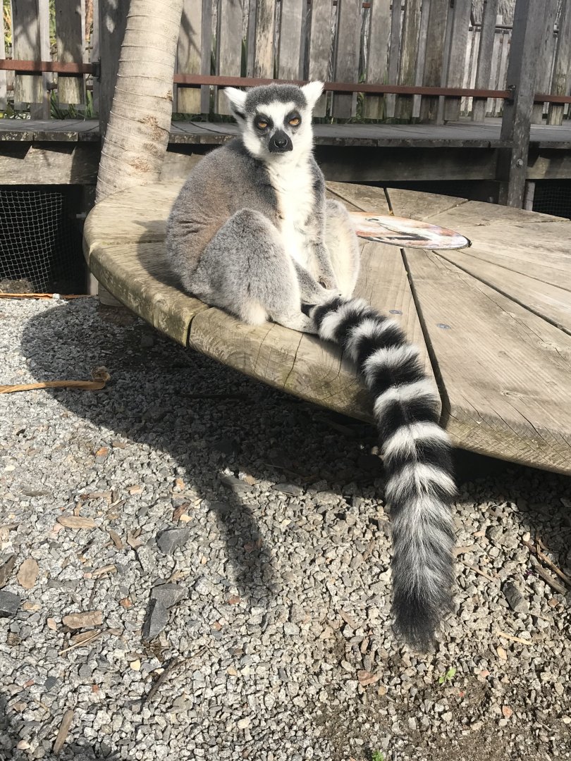 Ring Tailed Lemur