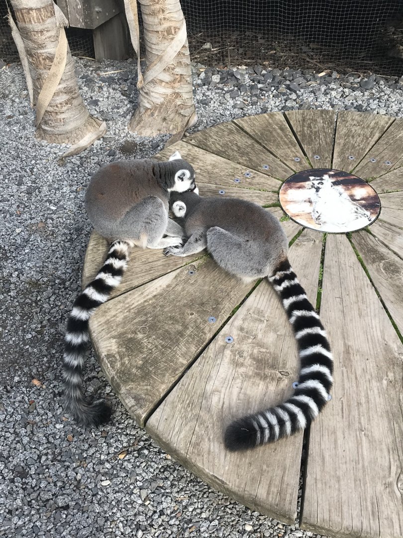 Ring Tailed Lemur