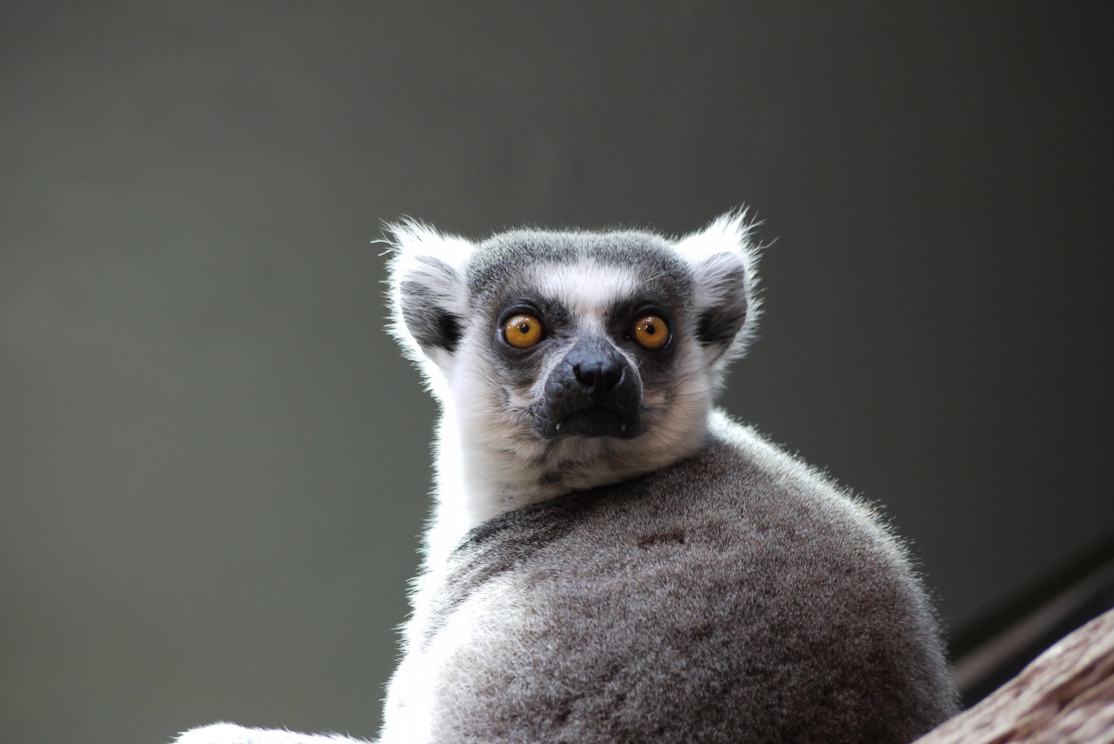 Ring-Tailed Lemur