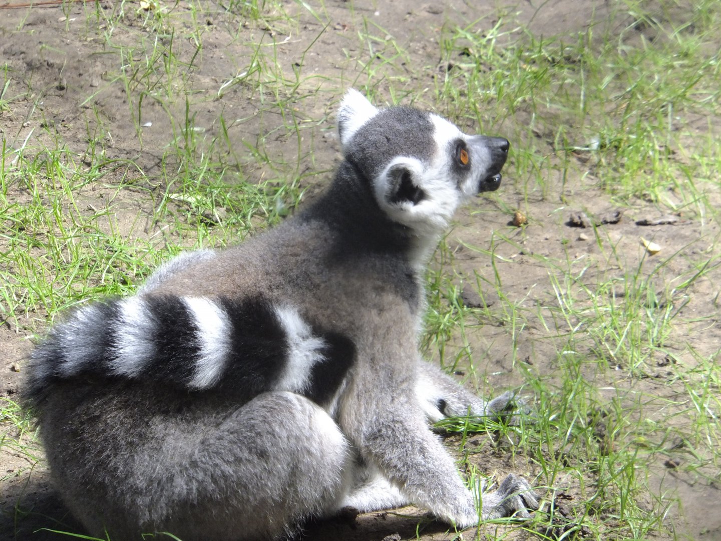 Ring-tailed lemur