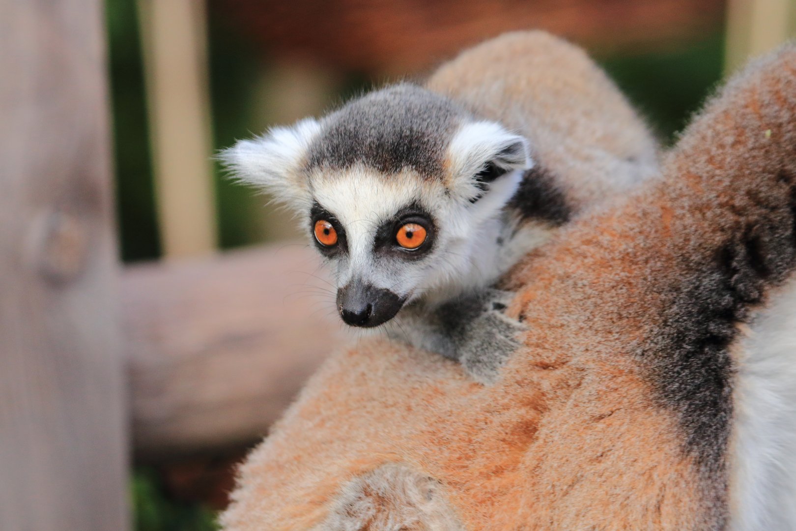 Ring-tailed lemur