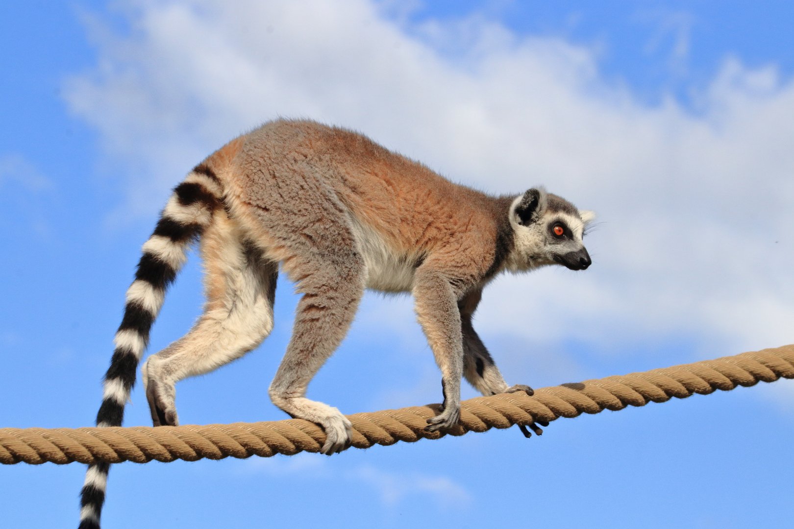 Ring-tailed lemur