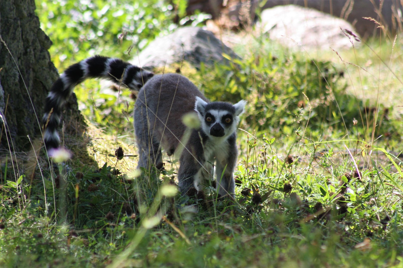 Ring-tailed lemur