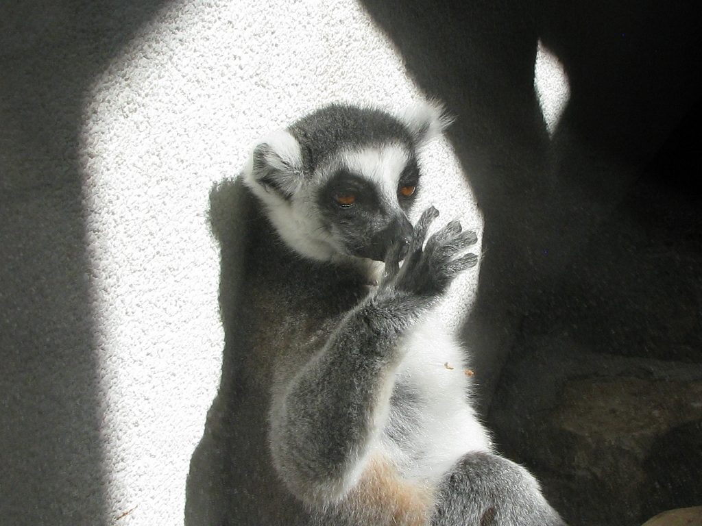 Ring-tailed lemur