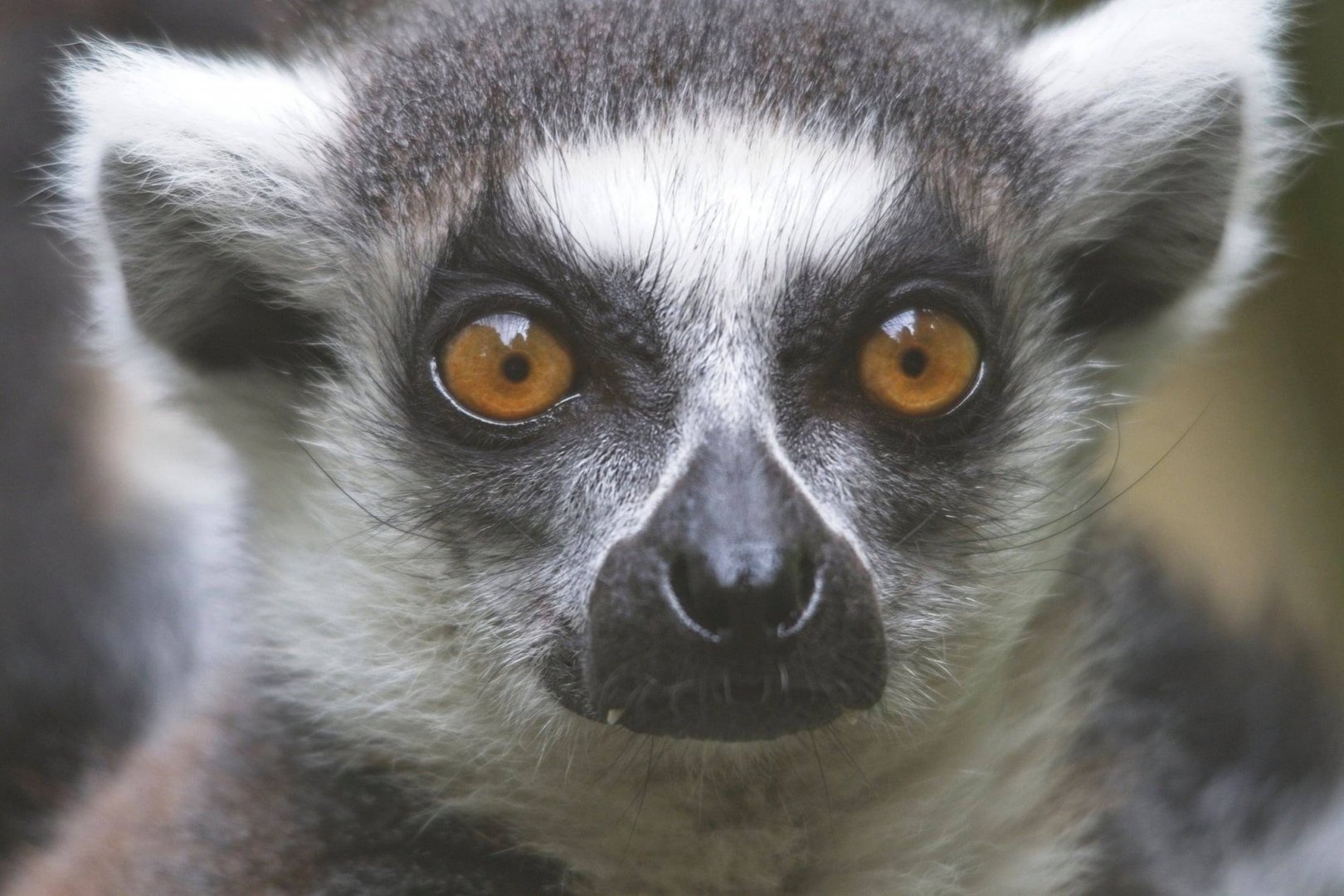 Ring Tailed lemur