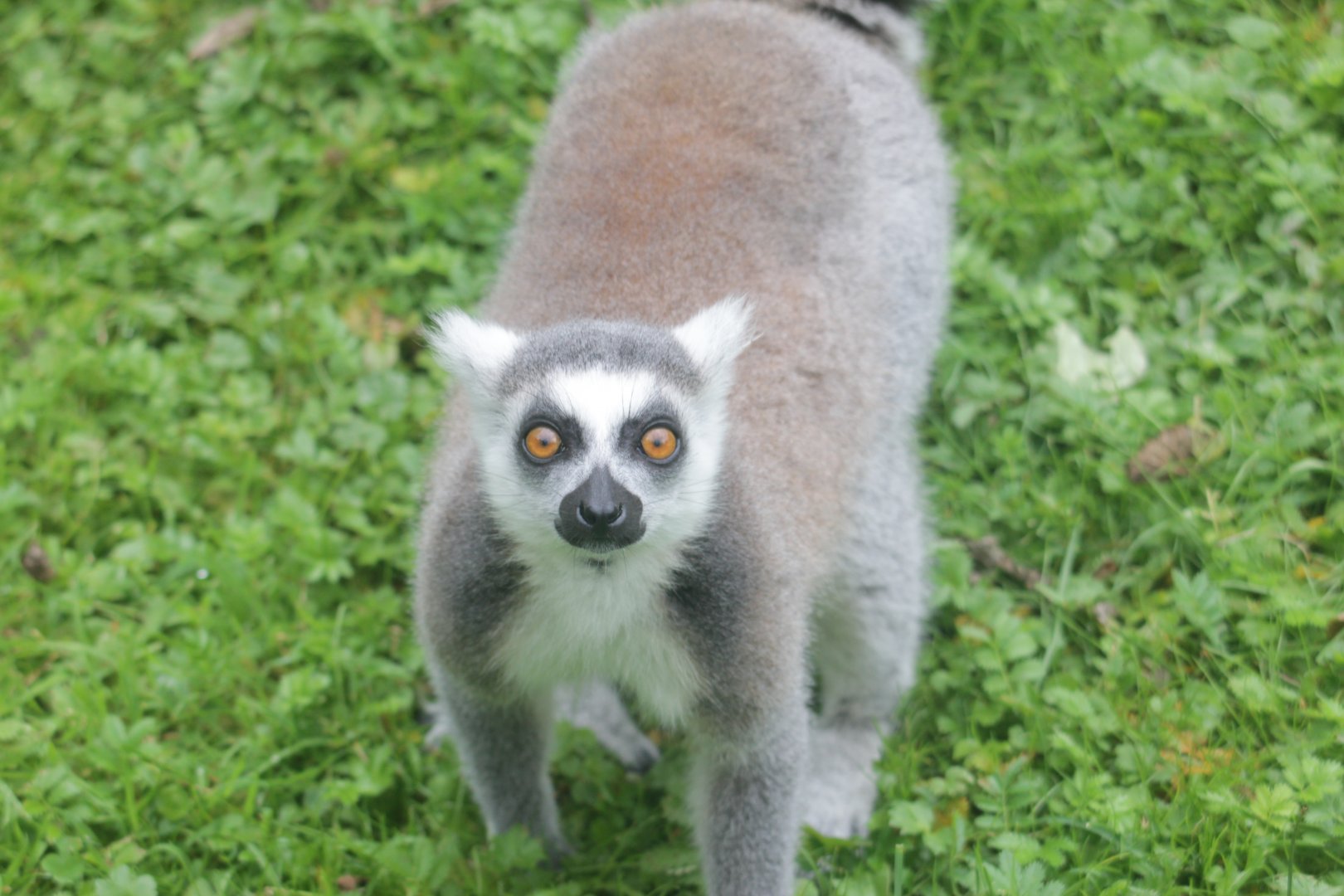 Ring-tailed lemur