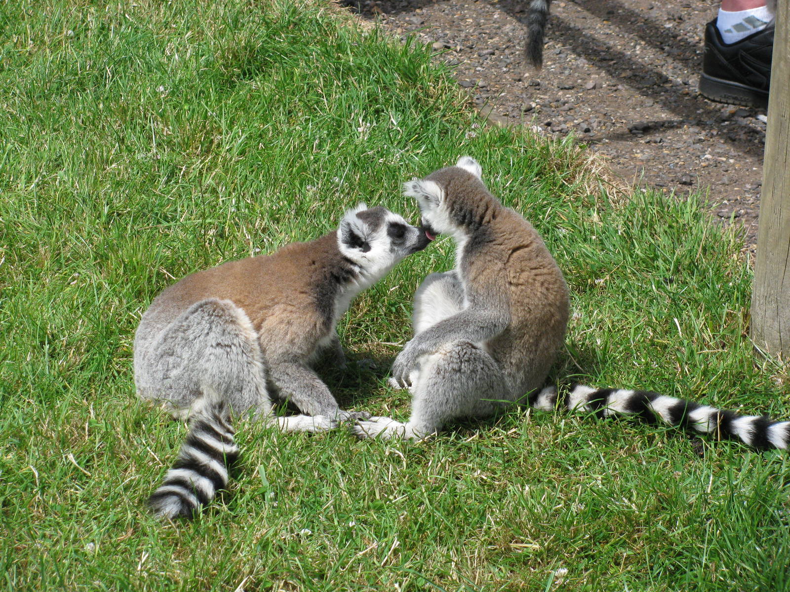 Ring Tailed Lemur
