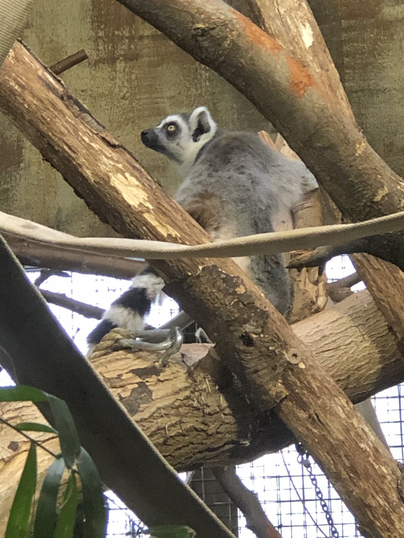 Ring-tailed Lemur
