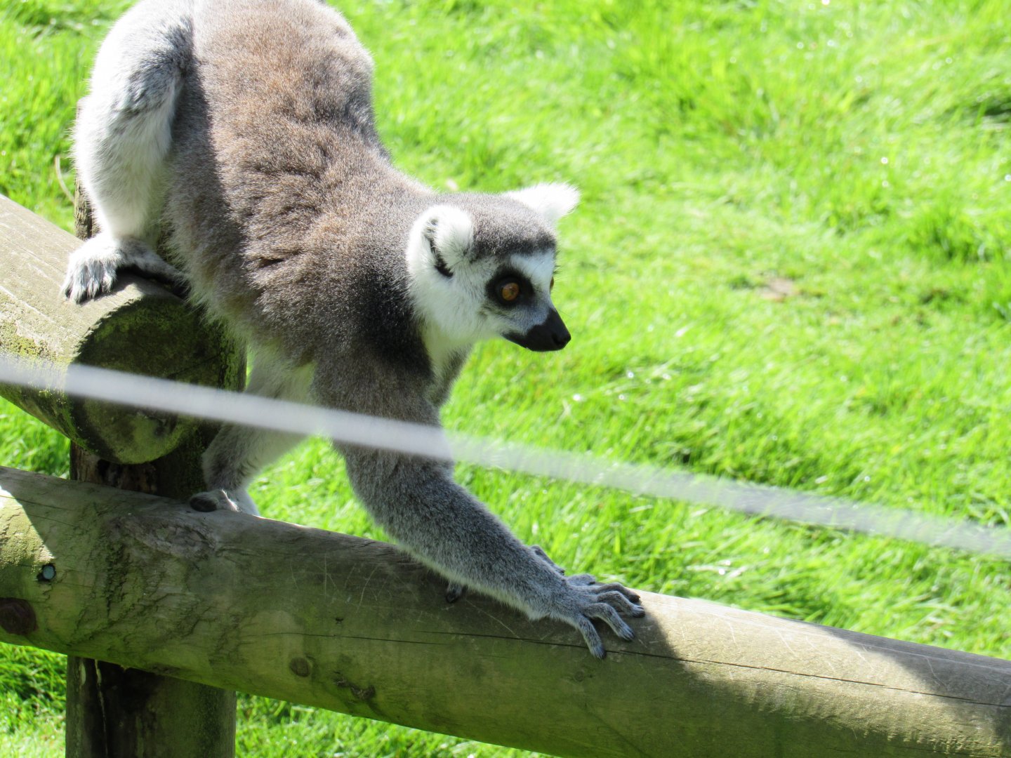Ring-Tailed Lemur
