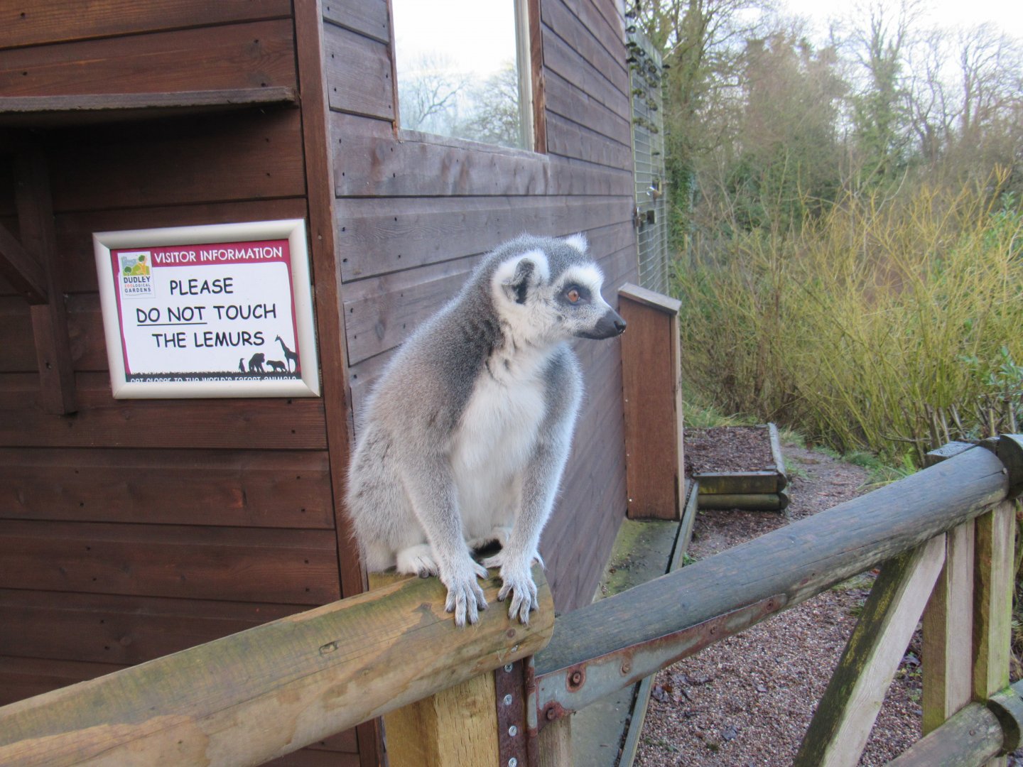 Ring-Tailed Lemur