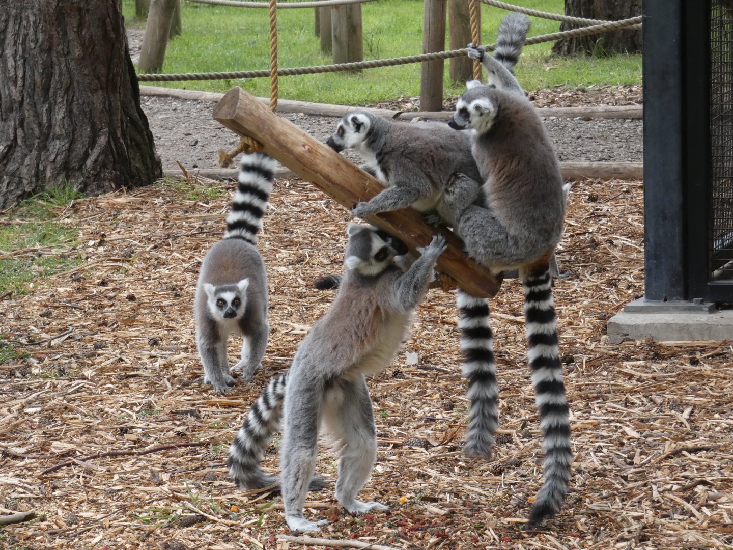 Ring-tailed lemur