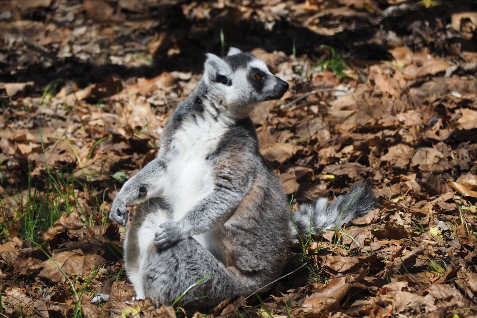 Ring-Tailed Lemur