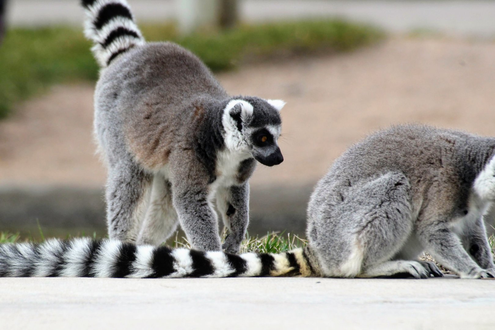 Ring-tailed Lemur