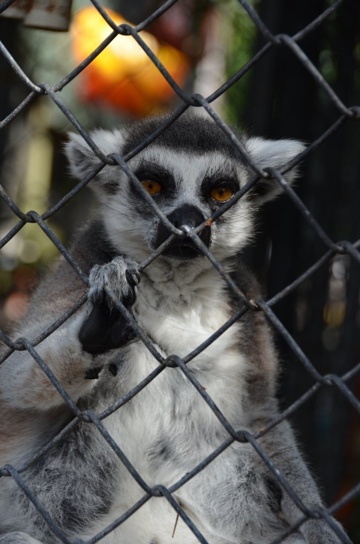 Ring-Tailed Lemur