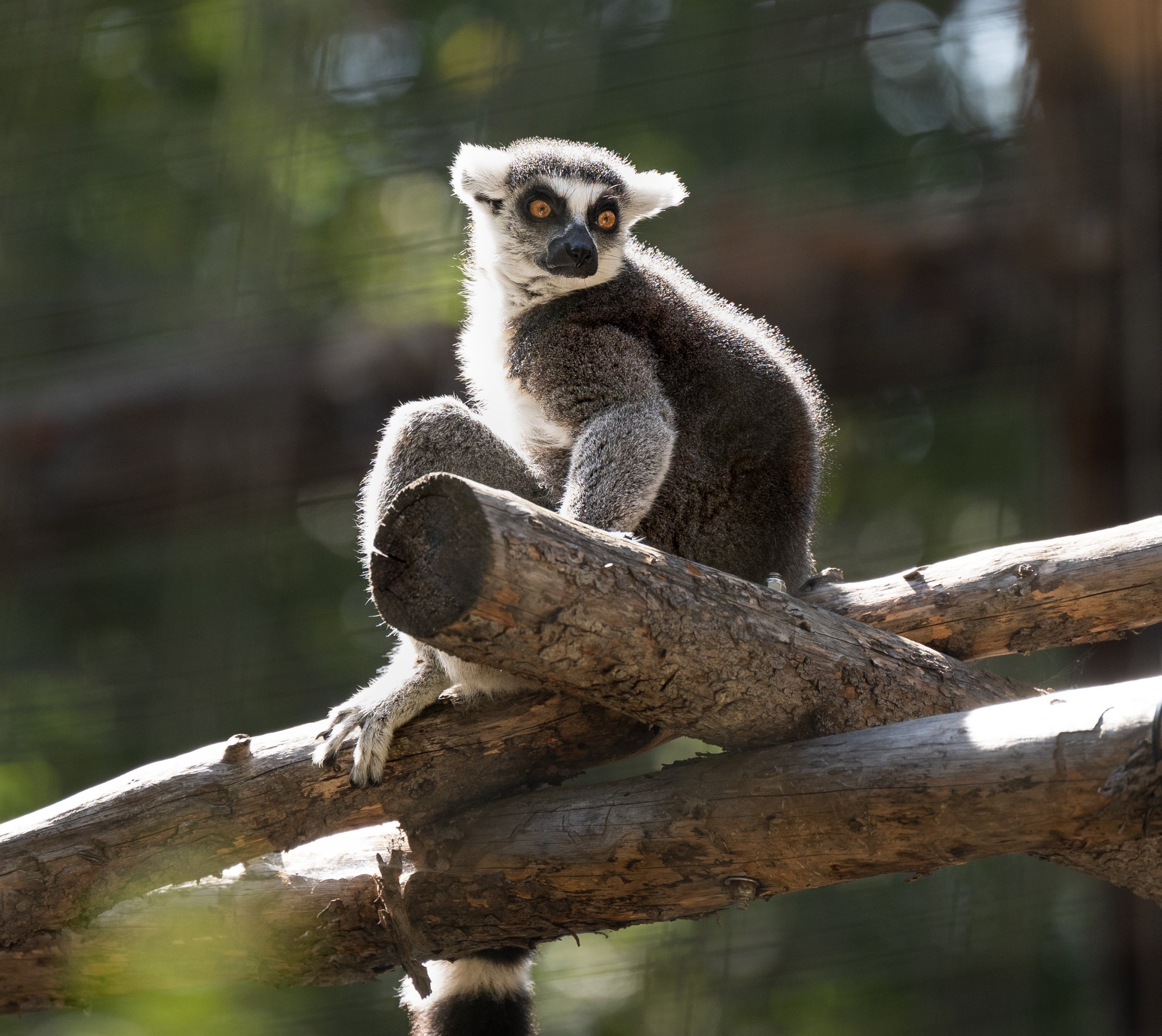 Ring Tailed Lemur