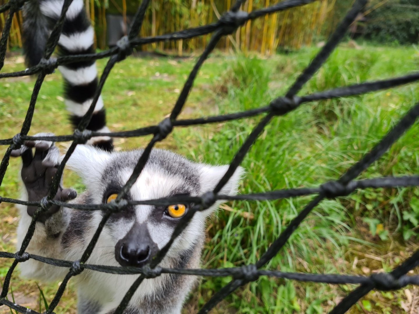 Ring-tailed lemur