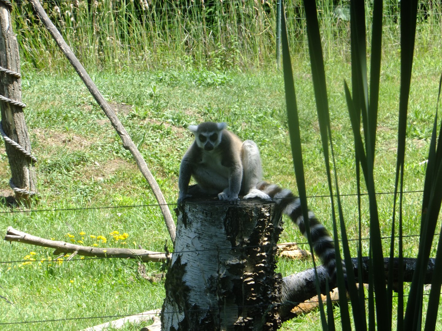 Ring-tailed lemur