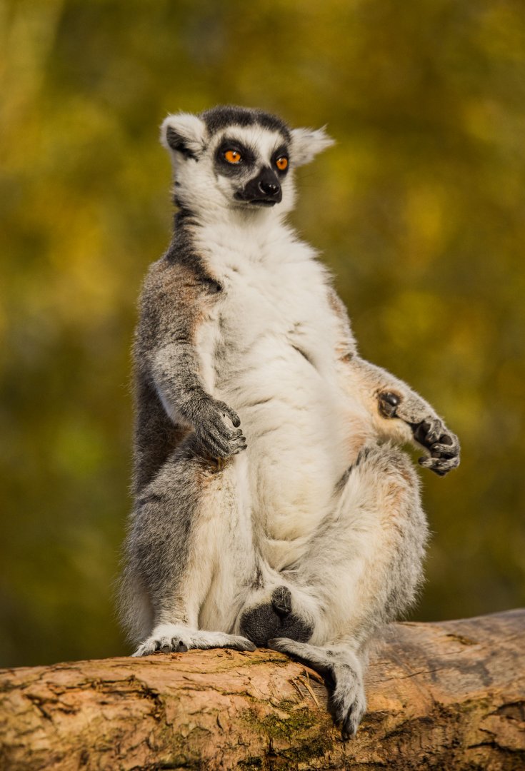 Ring-tailed lemur