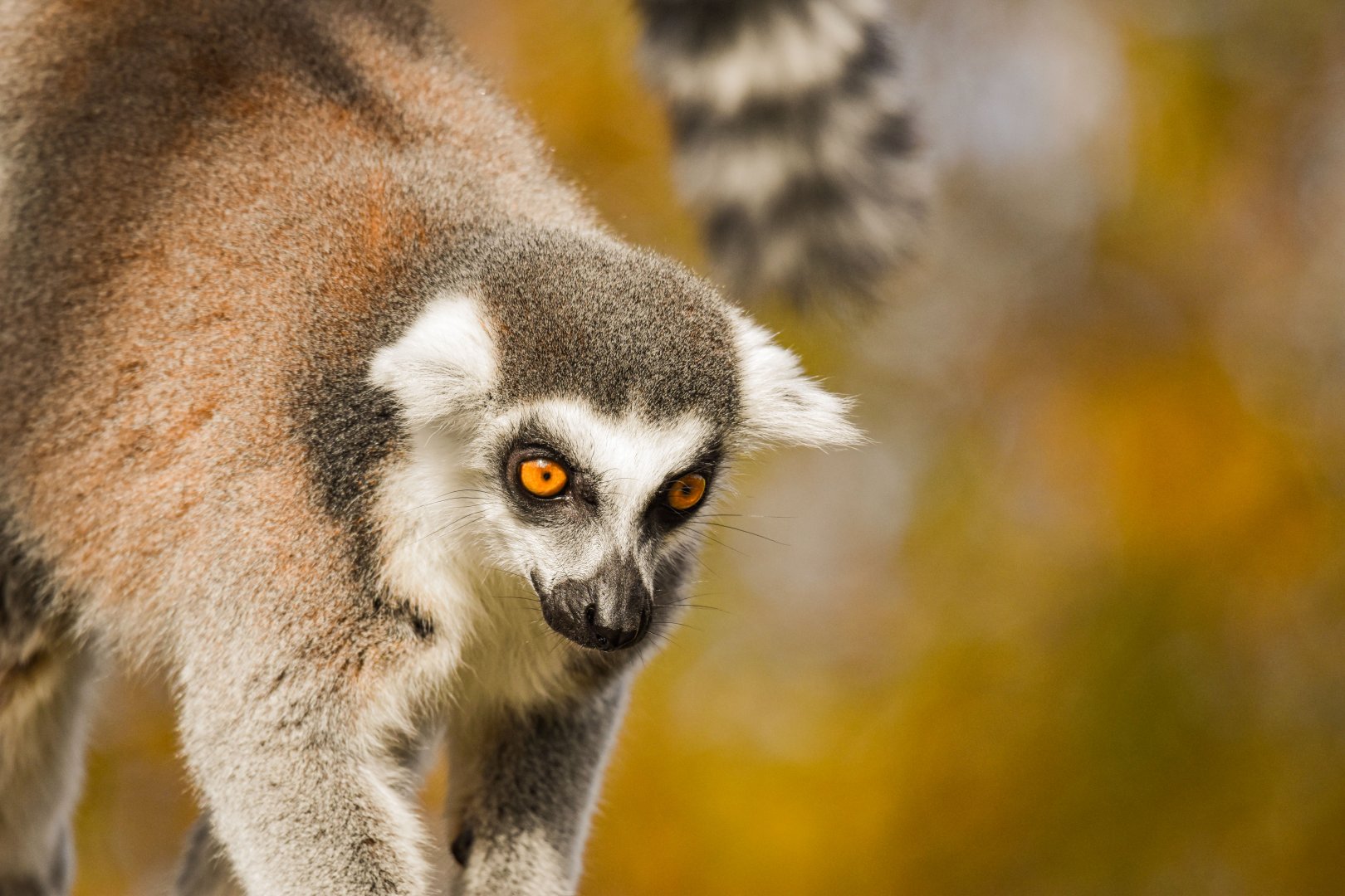 Ring-tailed lemur