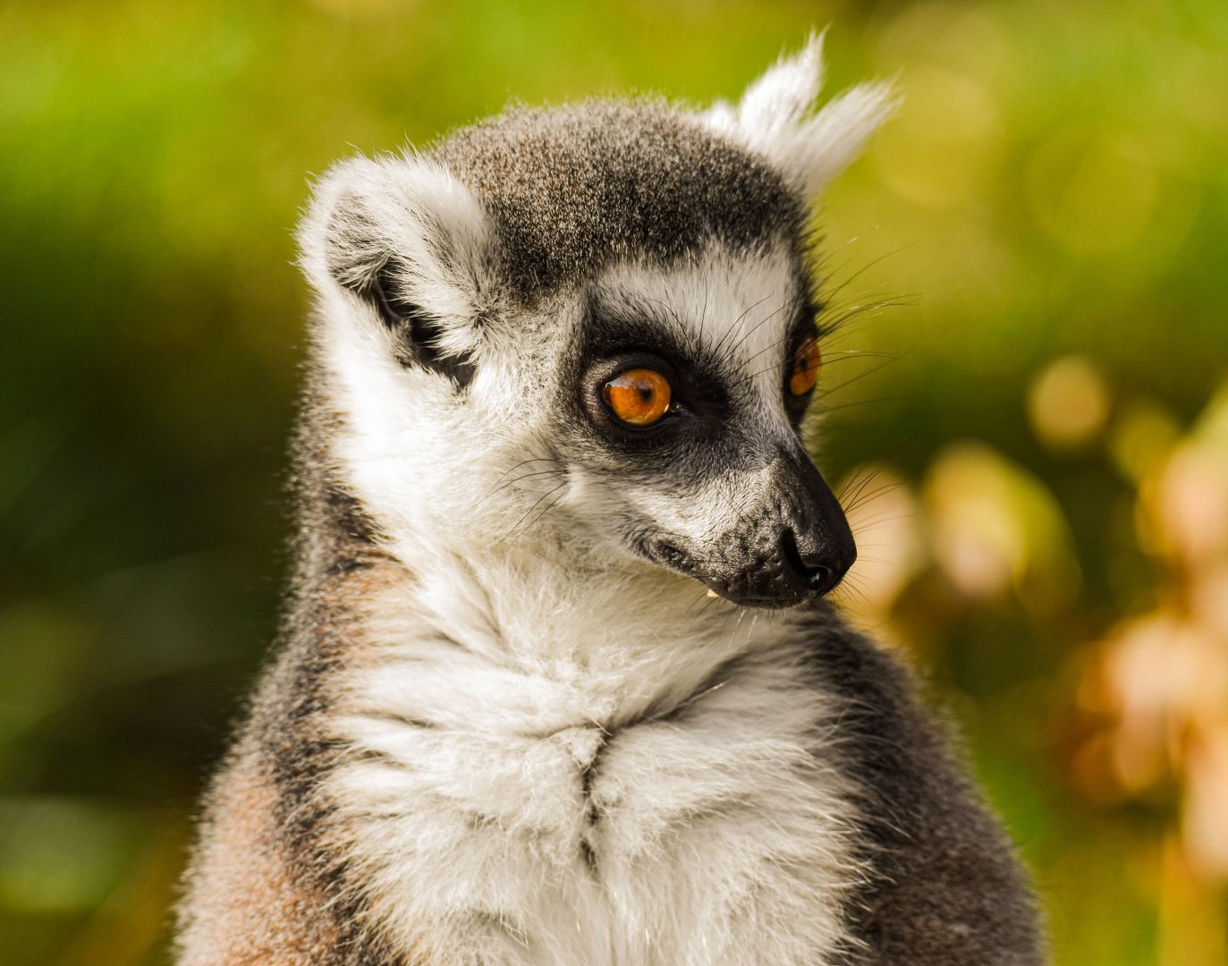 Ring-tailed lemur
