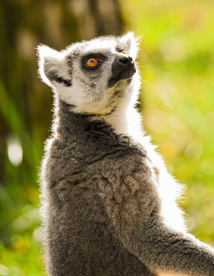 Ring-tailed lemur