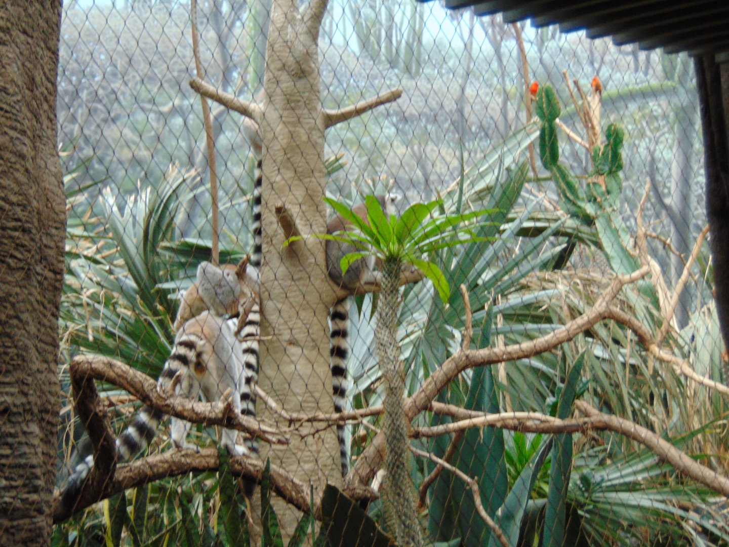 Ring Tailed Lemur