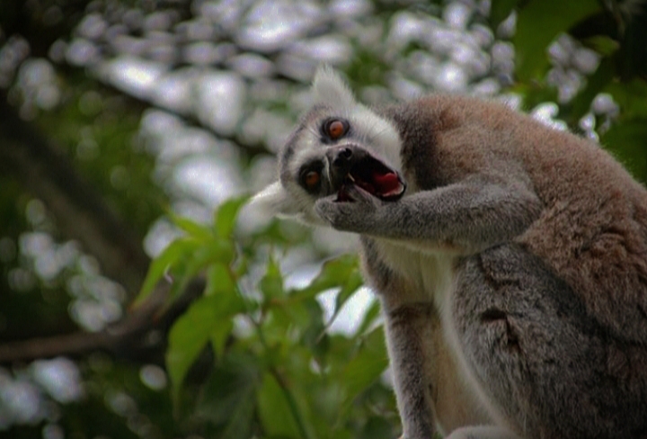 Ring-tailed Lemur