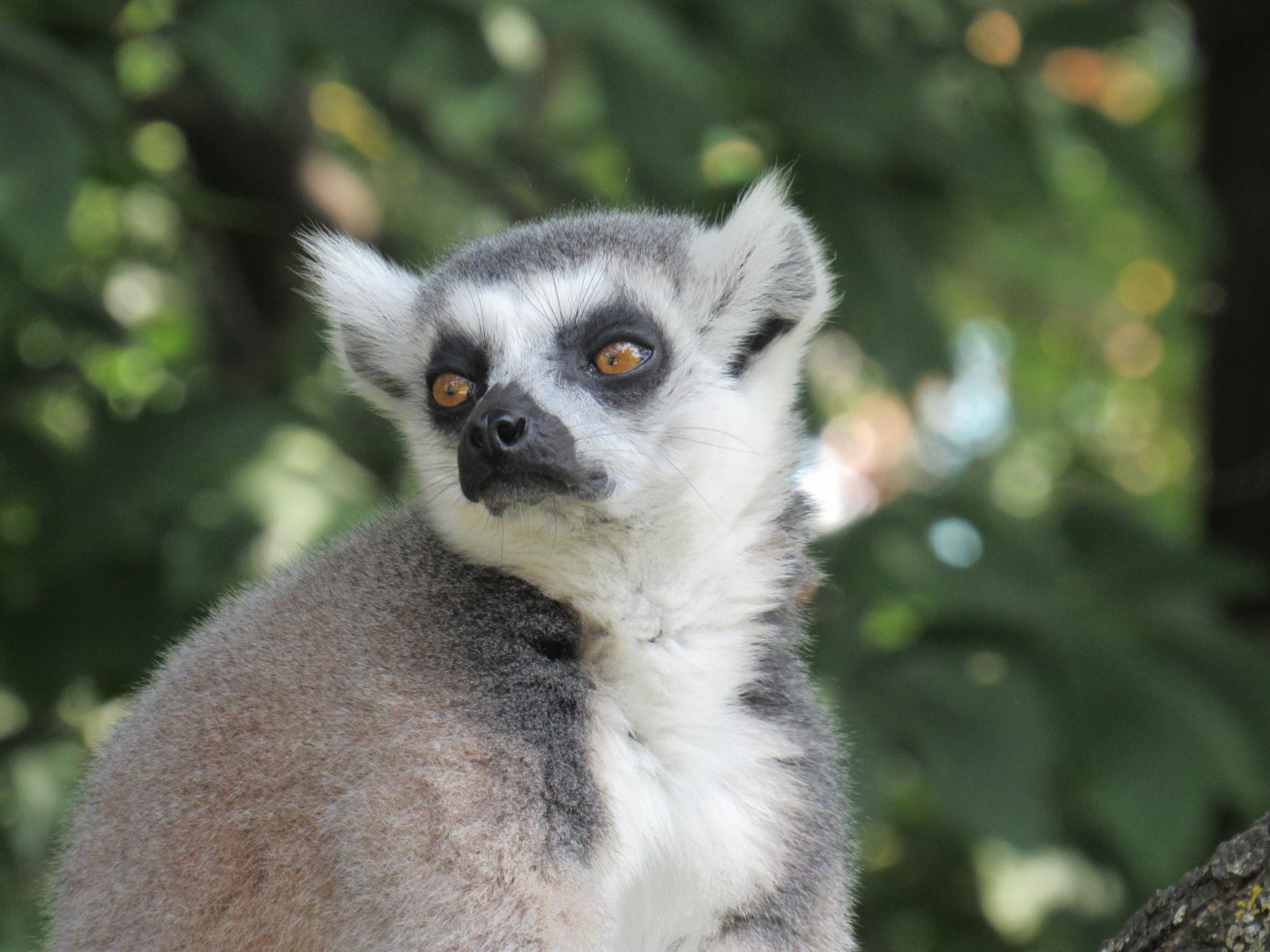Ring Tailed Lemur
