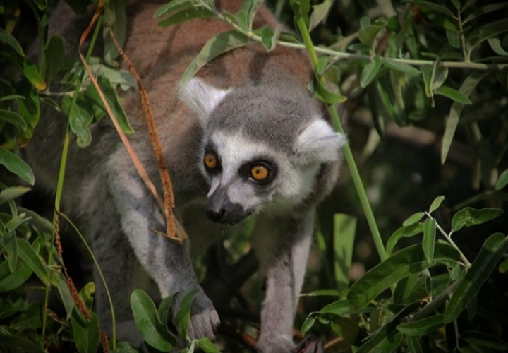 Ring-tailed Lemur