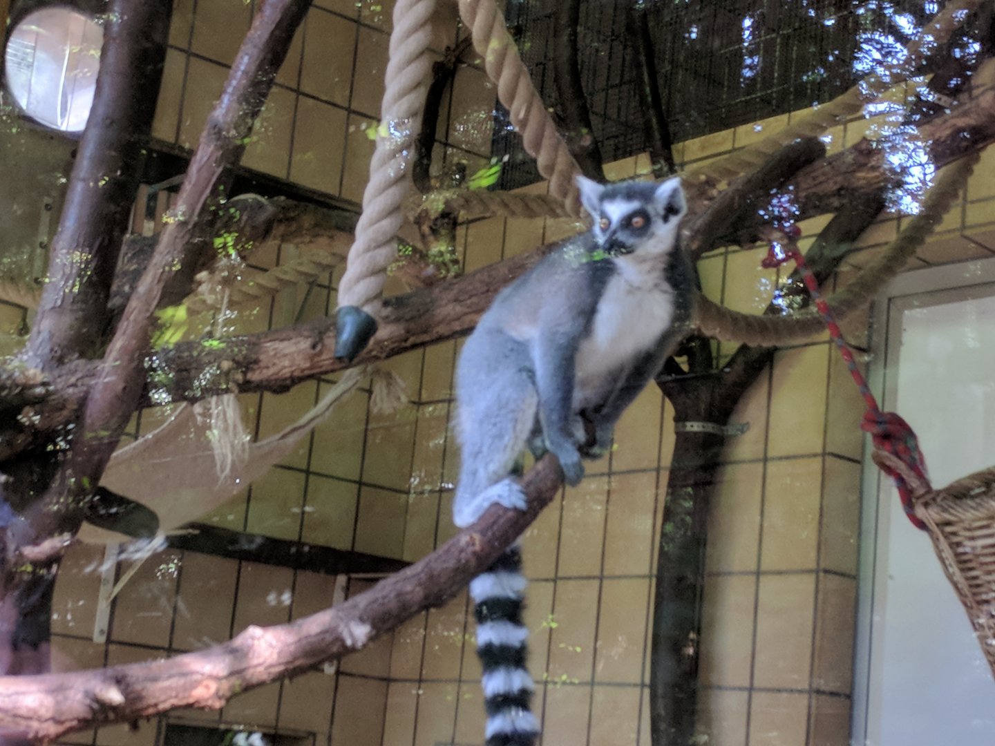 Ring tailed Lemur