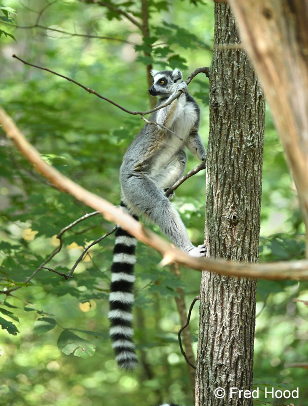 ring tailed lemur