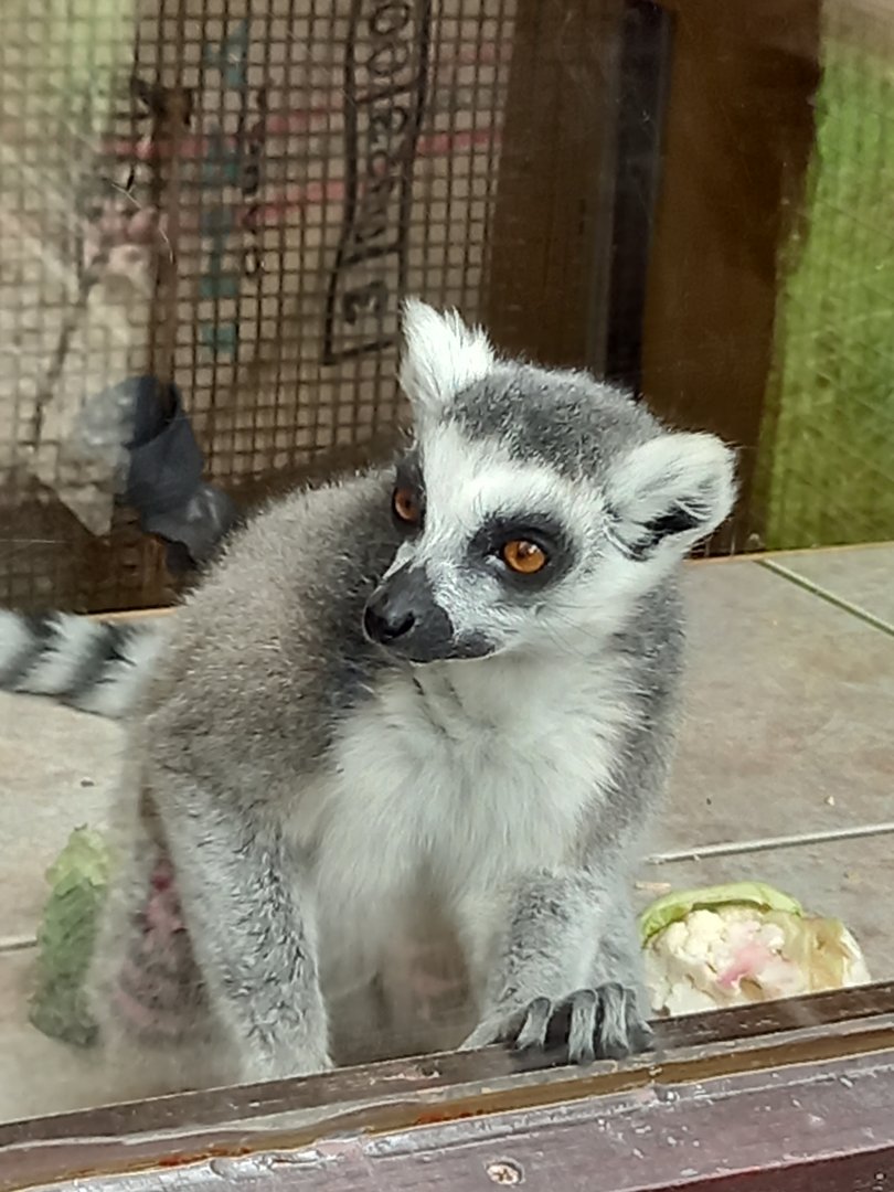 Ring-tailed Lemur