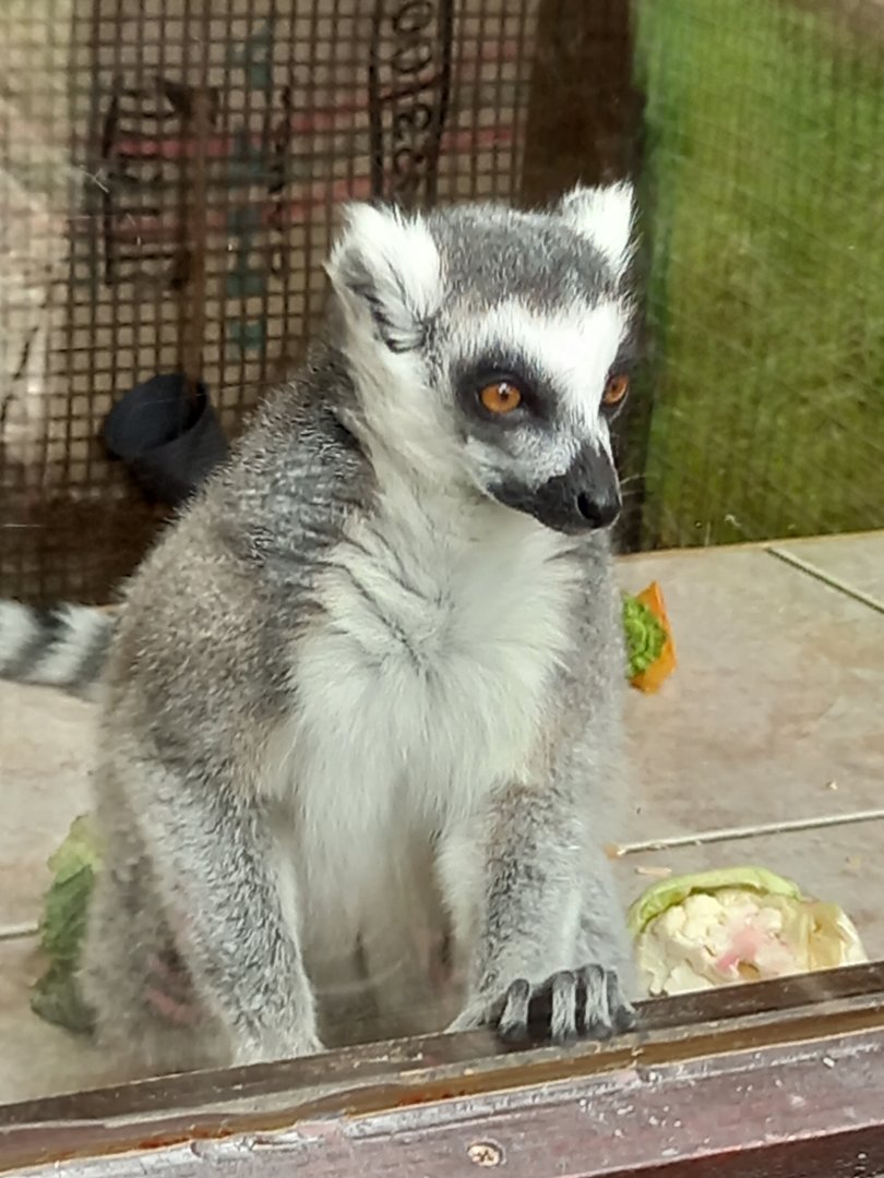 Ring-tailed Lemur