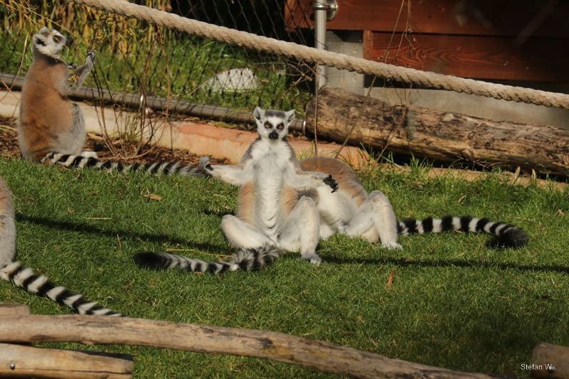 Ring-tailed Lemur