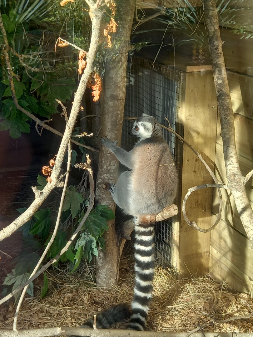 Ring-tailed Lemur