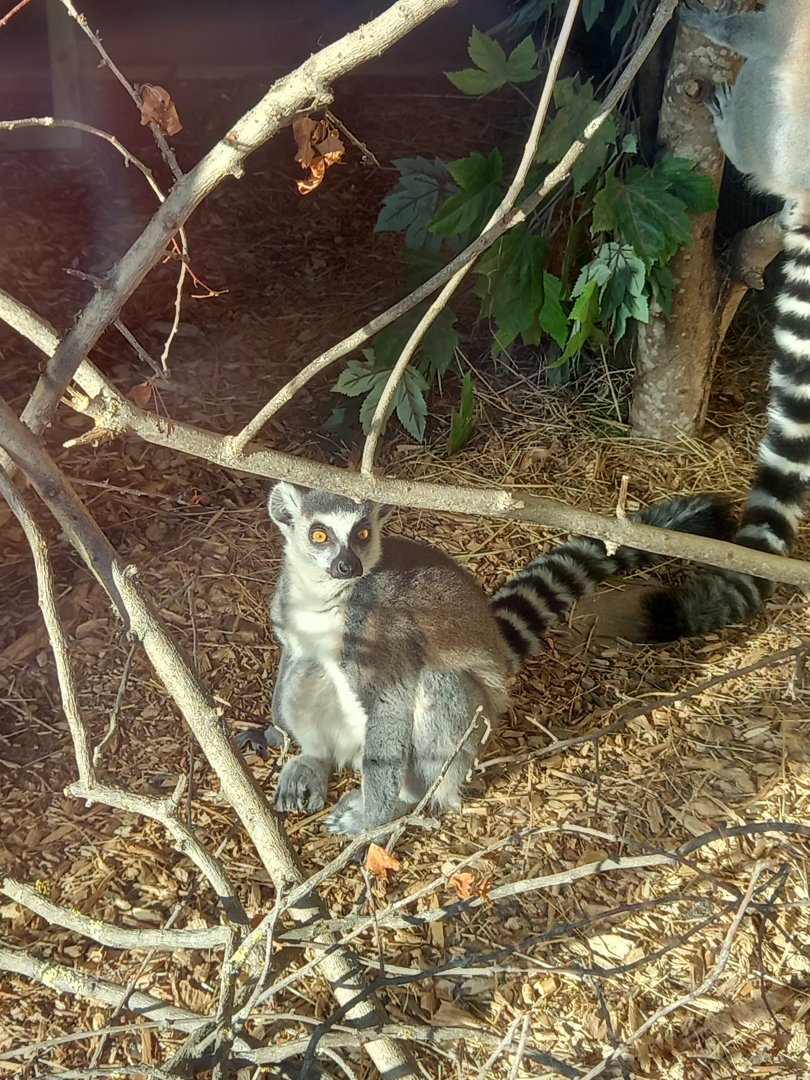 Ring-tailed Lemur