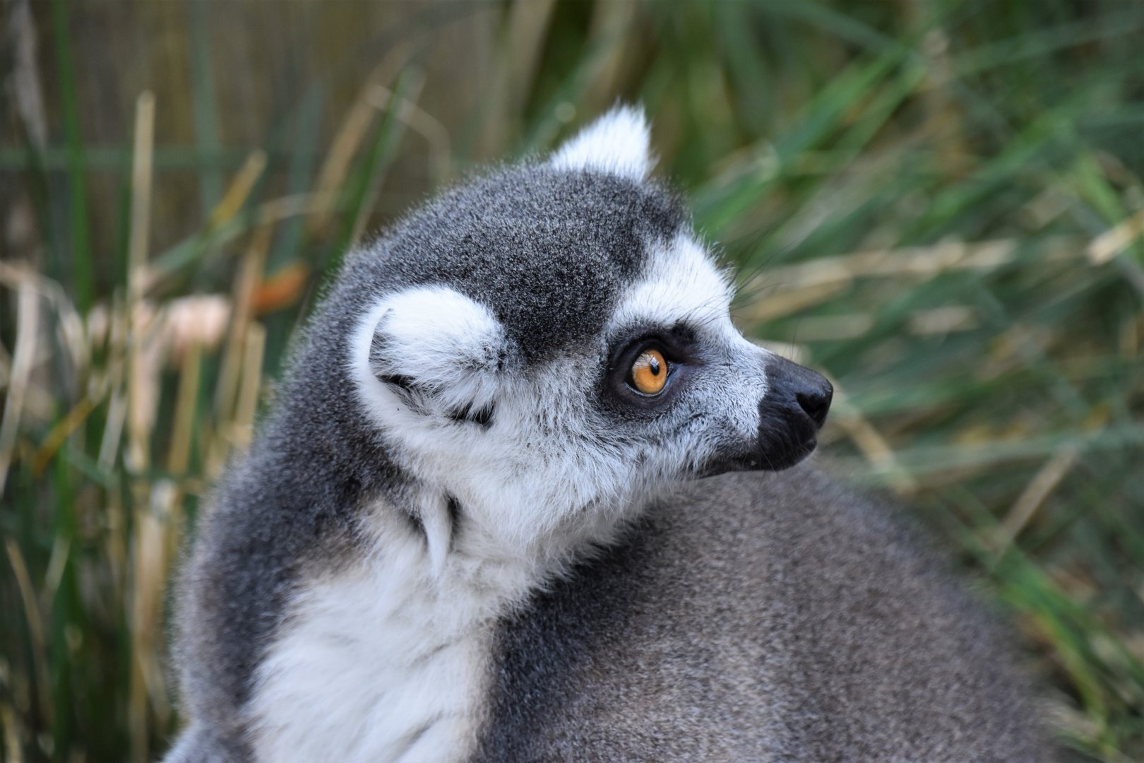 Ring-tailed lemur