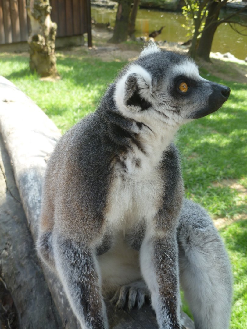 Ring-tailed lemur