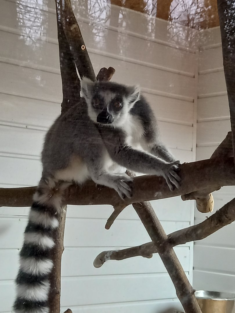 Ring-tailed Lemur