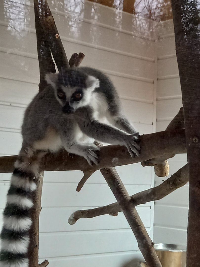 Ring-tailed Lemur