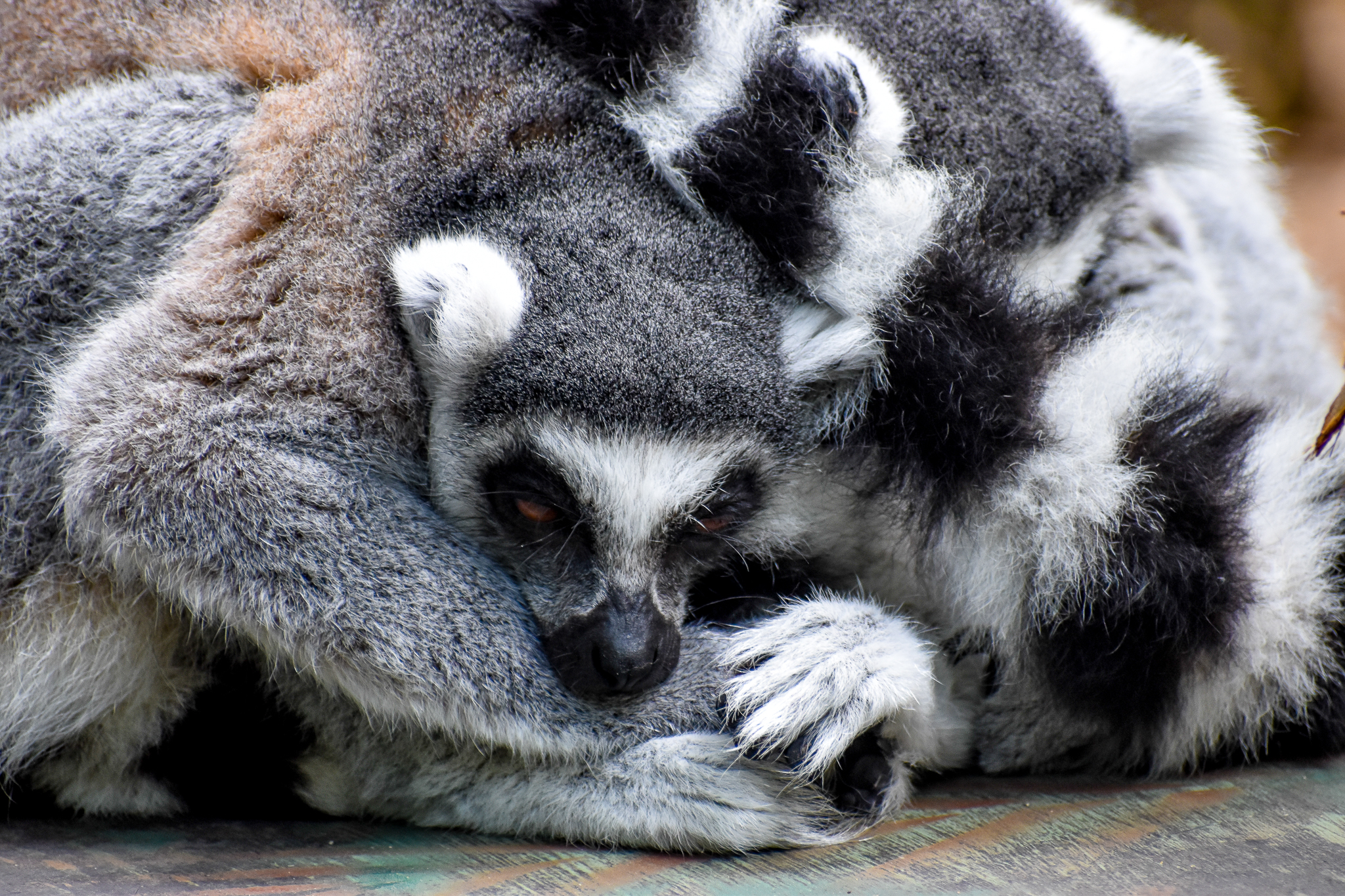 Ring-tailed Lemur